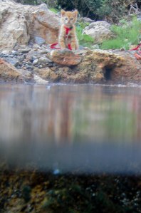 Erwin will nicht baden