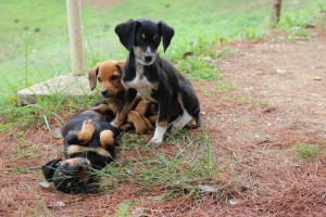 der in der Mitte wäre fast der nächste Kandidat gewesen